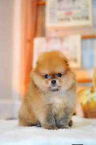 Pomeranian puppies with MKA 