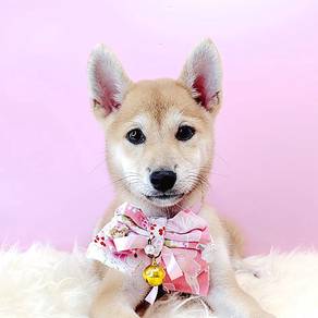Shiba