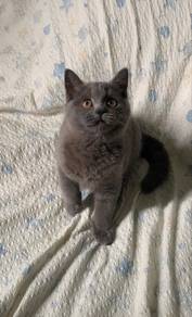 beitis shorthair