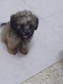 shihpoo puppies 