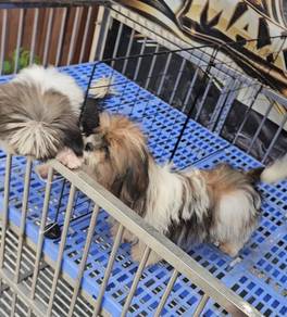 Shih tzu
