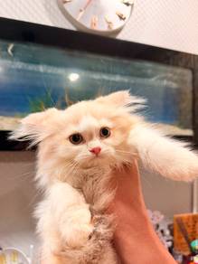 British Long Hair Cat For Sale