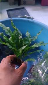 pokok aquarium aquascape java fern
