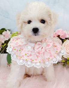 Bichon