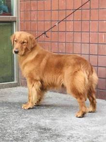 Golden retriever imported for stud service