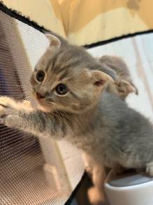 Bsh fld tabby