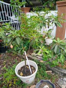 Pokok Ciku (dah berbuah)