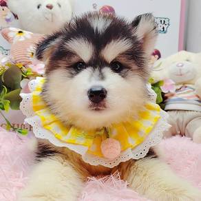 Wooly Husky