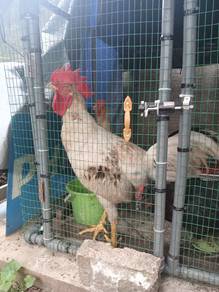 Ayam Sabung Kacukan