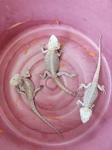 Bearded Dragon 