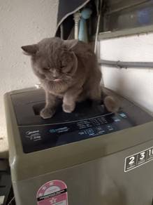 Induk British Shorthair BSH Blue Male