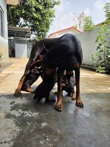 big bone doberman 