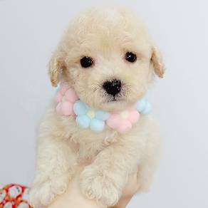 Poodle