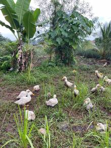 itik pedaging