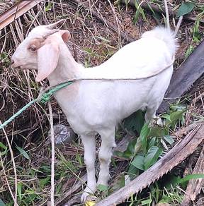 kambing betina