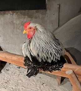 Brahma Untuk Dijual !!