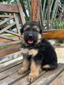 German shepherd