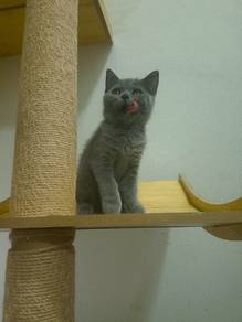 BSH Female Kitten