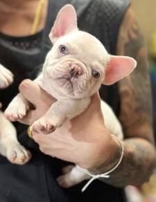 FRENCH BULLDOG PUPPIES VIP248🌻Cute & Healthy Girl