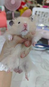 Hamster Big Bone