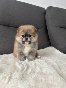 QWW188 Tiny Pomeranian puppies dogs