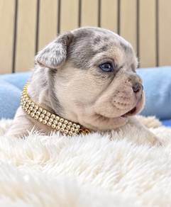 FRENCH BULLDOG PUPPIES VIP129 ๐ป Merle boy-girl