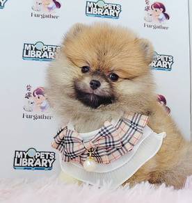 Pomeranian