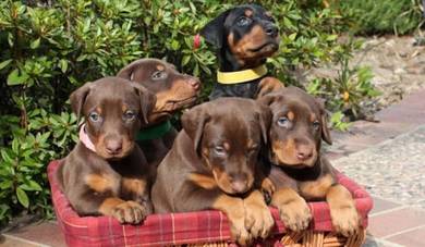 DD777 Doberman little cute puppies #MKA