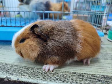 guinea pig jantan