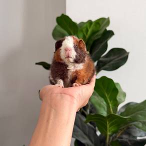Teddy bear guinea pig tikus belanda