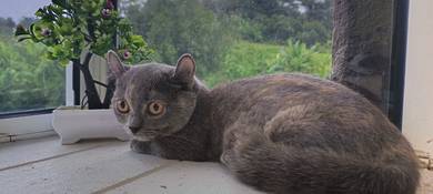 Kucing BSH Munchkin Female