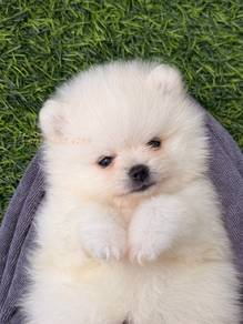 Male Pomeranian Puppy