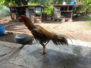 ayam ratu thk