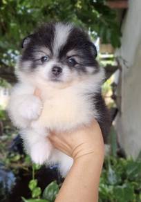 POMERANIAN PUPPIES P155 available cute cute