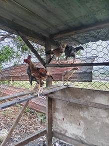 Ayam Kampung Siam 