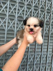 shih tzu