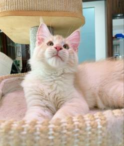 Maine Coon
