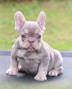 FRENCH BULLDOG PUPPIES S230 🌻Cute Puppy Available