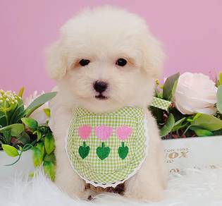 Poodle