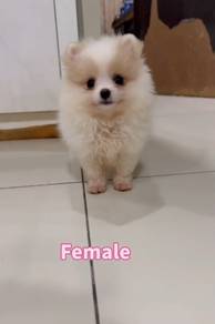 2months++博美Pomeranian