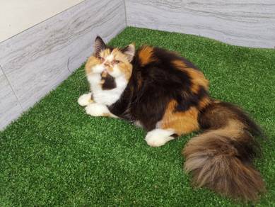 Persian Cat Female