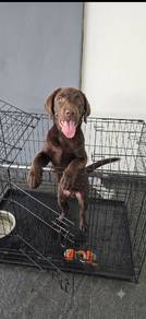 Chocolate Labrador pure breed