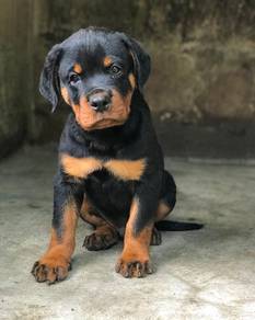 rottweiler 