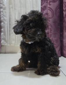 Maltipoo