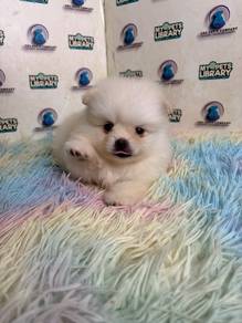 Pomeranian puppy