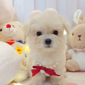 Maltese