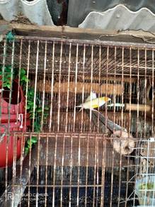 Burung gouldian finch