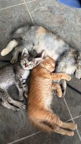 FREE Kucing