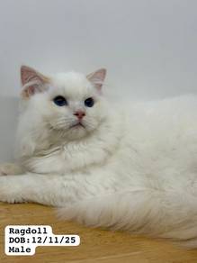 Ragdoll !!