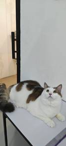 Kucing Dimaharkan